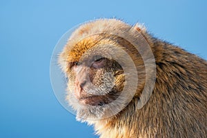 The Barbary macaque (Macaca sylvanus), also known as Barbary ape. Gibraltar Rock