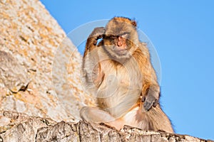 The Barbary macaque (Macaca sylvanus), also known as Barbary ape. Gibraltar Rock