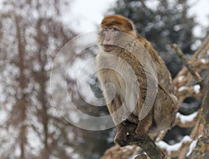 Barbary macaque Macaca sylvanus, also known as Barbary ape or magot