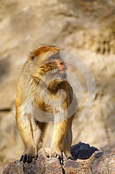 The Barbary macaque Macaca sylvanus, also known as Barbary ape or magot,portait of the adult monkey