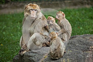 Barbary macaque Macaca sylvanus photo