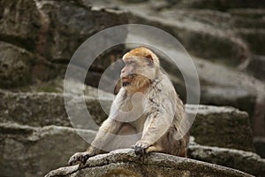 Barbary macaque (Macaca sylvanus). photo