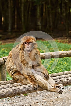 Barbary Macaque Macaca Sylvanus photo