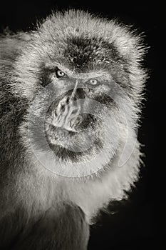 Barbary Macaque Macaca Sylvanus photo