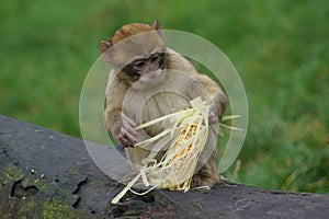 Barbary Macaque - Macaca sylvanus