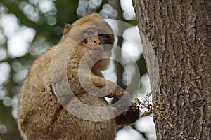 Barbary Macaque - Macaca sylvanus