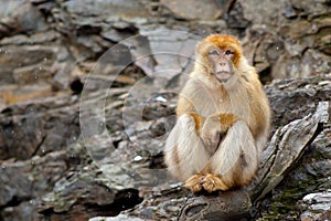 Barbary macaque, Macaca sylvanus, sitting on the rock, Gibraltar, Spain. Wildlife scene from nature. Cold winter with monkey. Anim photo
