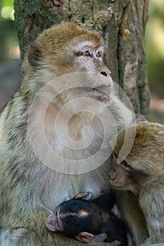 Barbary macaque, Macaca sylvanus, with young and baby