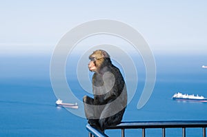 Barbary macaque magot sits on railing. Strait of Gibraltar in the background. Upper Rock area of the Gibraltar Nature Reserve, B