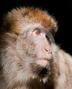 Barbary Macaque monkey photo