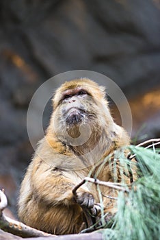 Barbary Macaque monkey