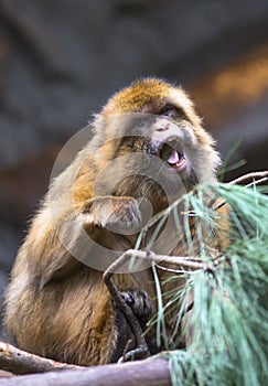 Barbary Macaque monkey