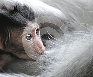 Barbary Macaque monkey baby photo