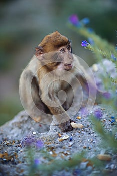 Barbary macaque monkey
