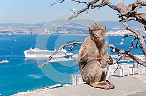 Barbary macaque monkey in Gibraltar