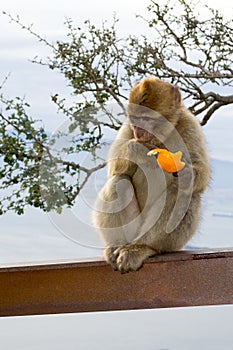 Barbary macaque monkey in Gibraltar photo