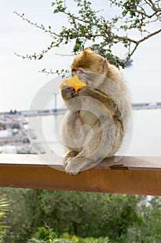 Barbary macaque monkey in Gibraltar photo