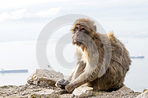 Barbary macaque monkey in Gibraltar photo