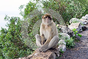 Barbary macaque monkey in Gibraltar photo