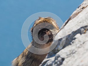 Barbary macaque or monkey of Gibralter, Macaca sylvanus