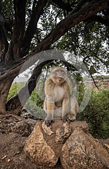 Barbary Macaque Monkey in Morocco