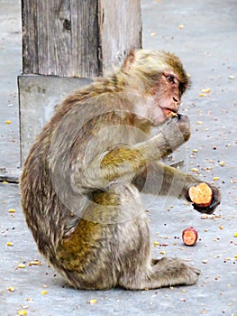 Barbary Macaque monkeys eating fruit on the rock of Gibraltar