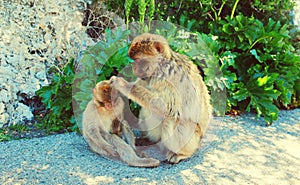The Barbary Macaque monkeys mother and baby. Gibraltar, United Kingdom