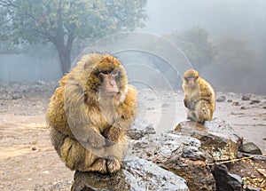 Barbary Macaque Monkeys sitting on ground in the great Atlas forests of Morocco, Africa photo