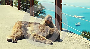 The Barbary Macaque monkeys sleeping mother and baby. Gibraltar, United Kingdom