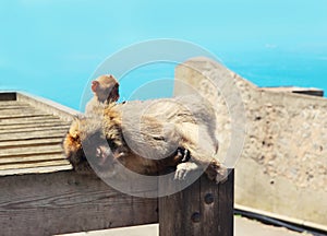 The Barbary Macaque monkeys sleeping mother and baby. Gibraltar, United Kingdom