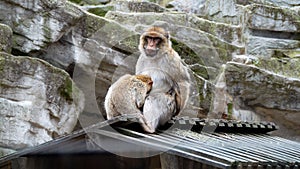 Barbary macaque mother and young ape