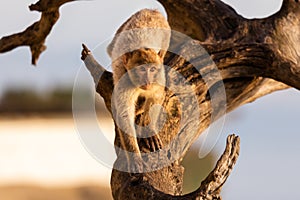 A Barbary macaque n a tree