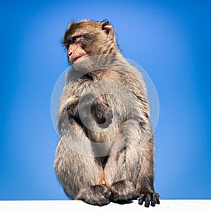 Barbary Macaque photo