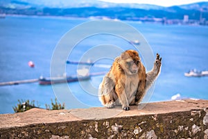 Barbary macaque overlooking Gibraltar straight from the Rock