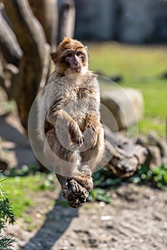 Barbary macaque sits with its feet on a branch