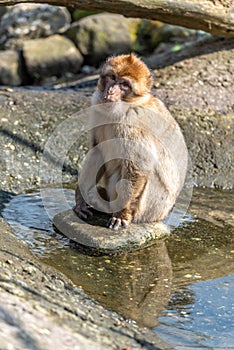 Barbary macaque sits with its feet in the water