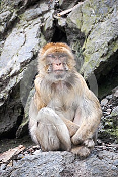 Barbary macaque sitting on a cliff