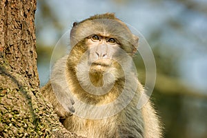 Barbary Macaque sitting in a tree at Monkey world zoo