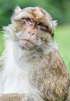 Barbary Macaque (Sylvanus)