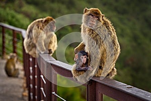 Barbary macaque and young baby care, wild monkey in Gibraltar. Only one monkey species on European continent. Urban wildlife on photo