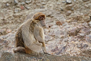 Barbary macaque,ï¿½Barbary ape, orï¿½magot on a background of rocks.