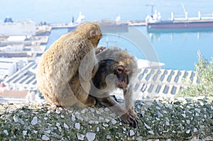 Barbary Macaques