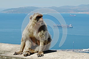 Barbary Macaques or Apes Gibraltar