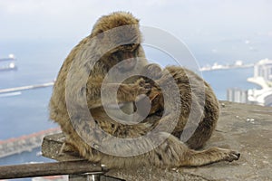 Barbary Macaques at Gibraltar