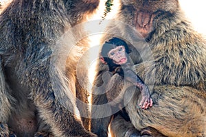 Barbary Macaques photo