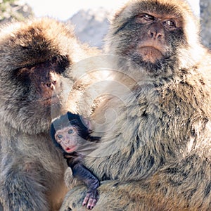 Barbary Macaques photo