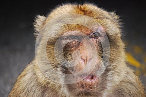 Barbary Macaques Macaca sylvanus