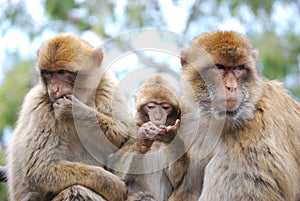 Barbary Macaques Macaca sylvanus