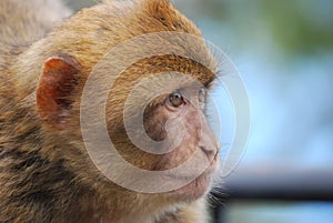 Barbary Macaques Macaca sylvanus