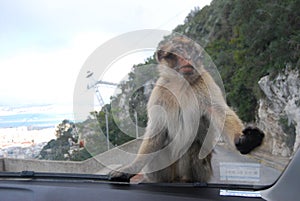 Barbary Macaques Macaca sylvanus